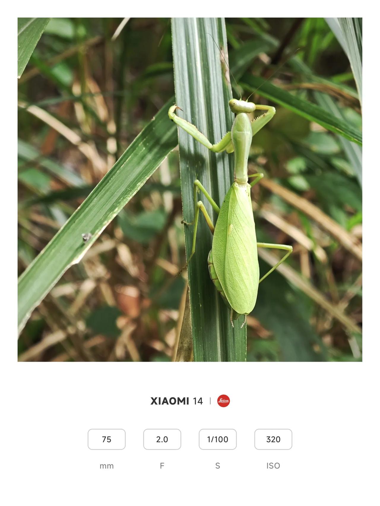 小米14 随手拍｜螳螂
国庆第二天，与家人一起去爬山，爬山途中看见一只螳螂，儿子