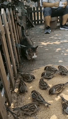 麻雀是受保护的，捕猎麻雀也是违法的，假如有这样一个人，虽然他自己没有直接捕猎麻雀