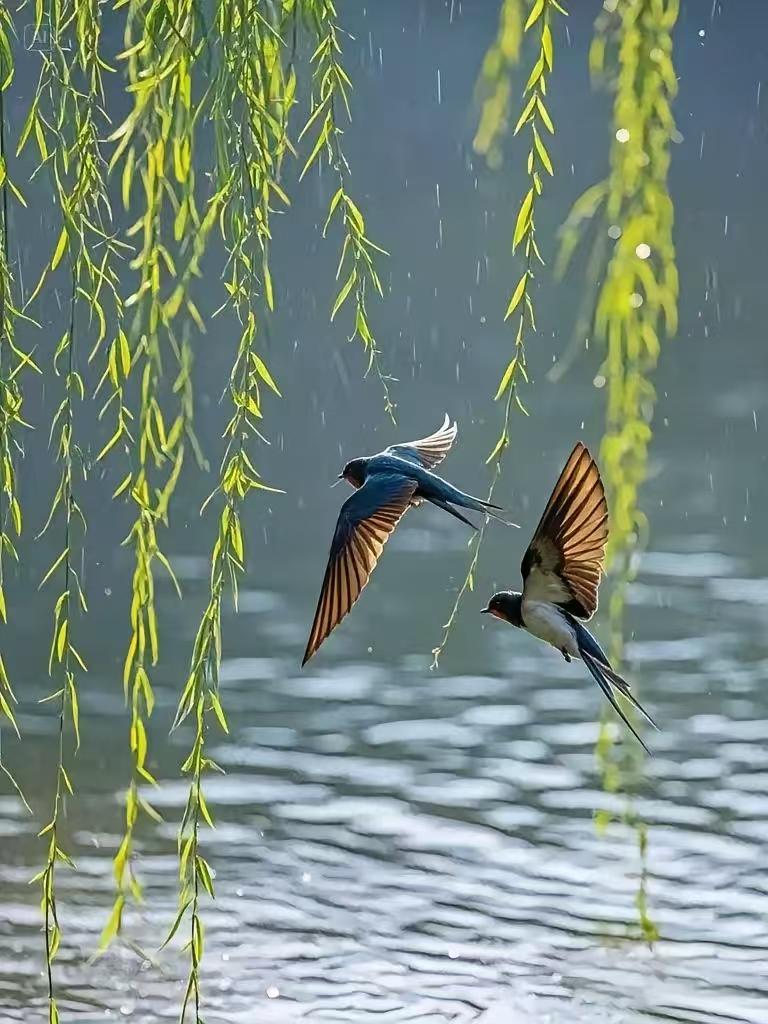 捣练子·春燕 
门锁锈，径生苔，
旧院柴门久未开。
唯有堂前双燕在，
年年衔柳带