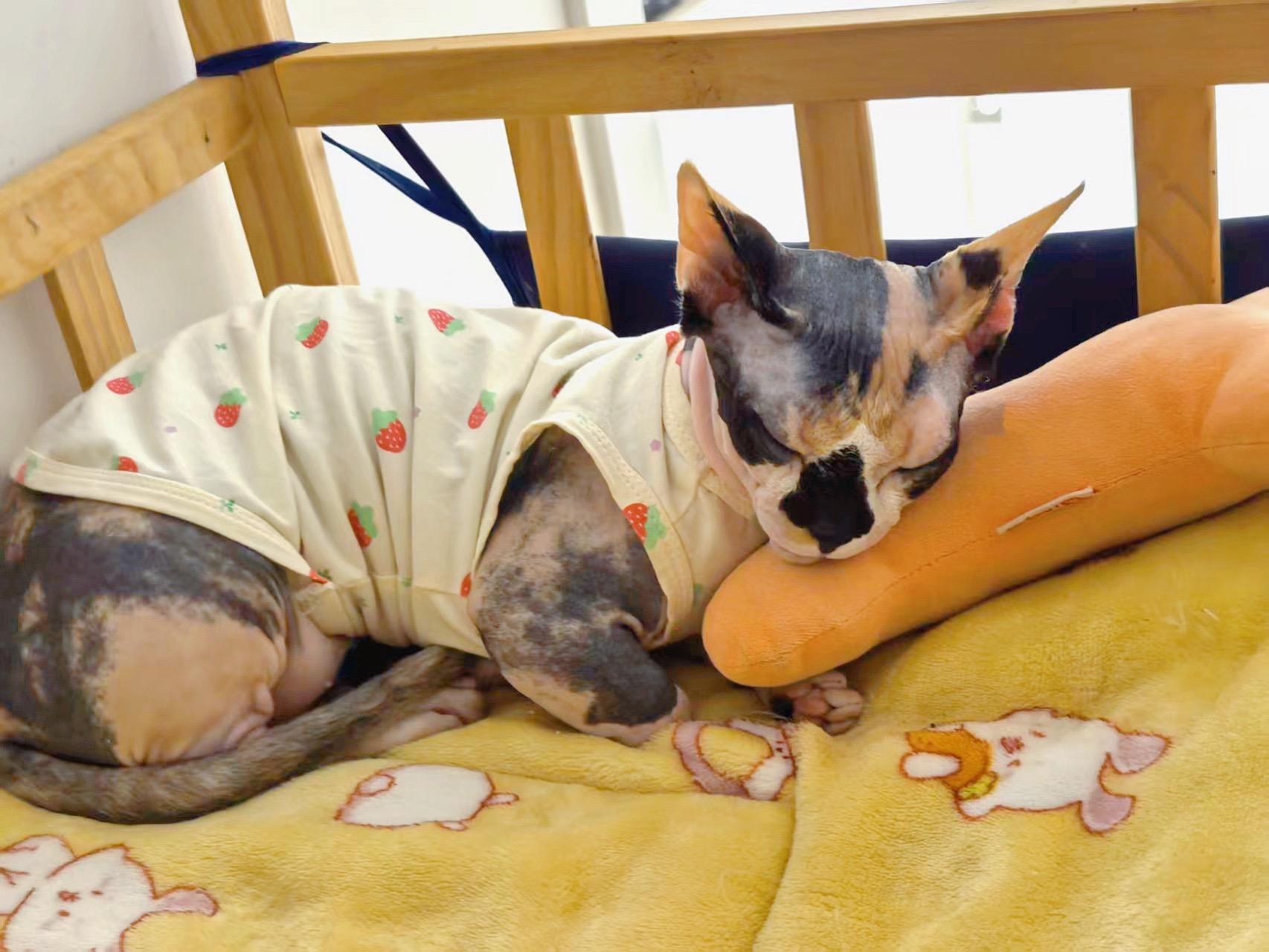 是谁这么可爱呀🐱。当然是我小电儿啦