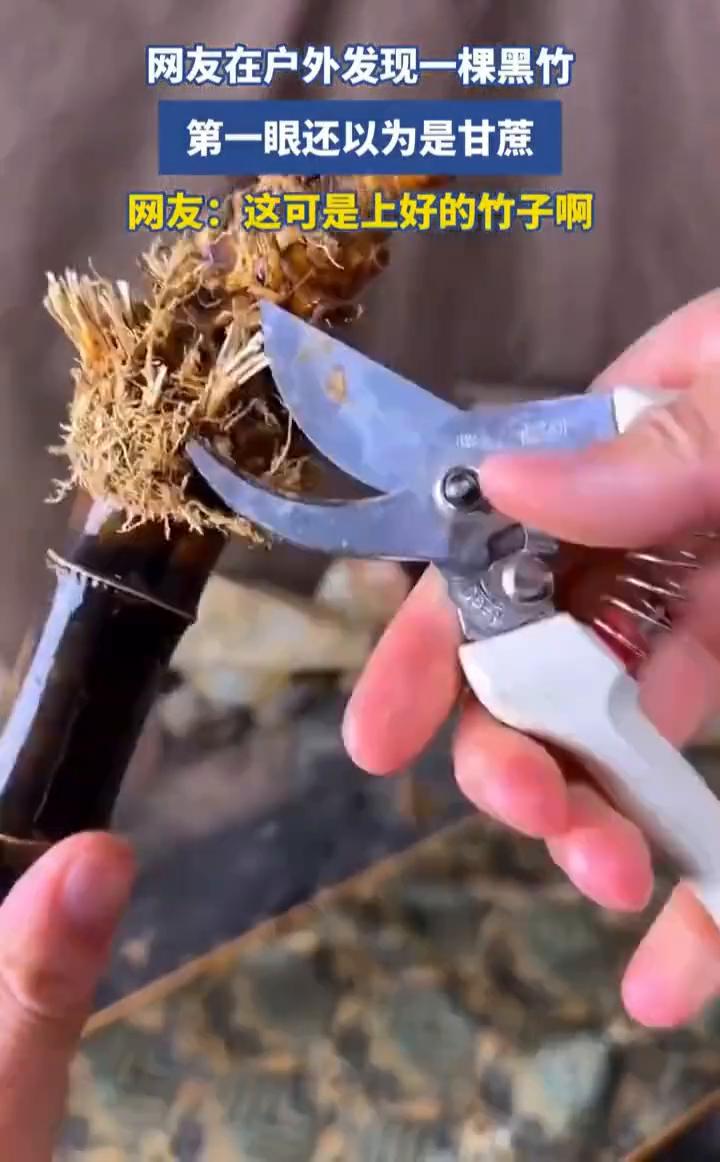 网友在户外发现一棵黑竹，第一眼还以为是甘蔗。
网友：这可是上好的竹子。