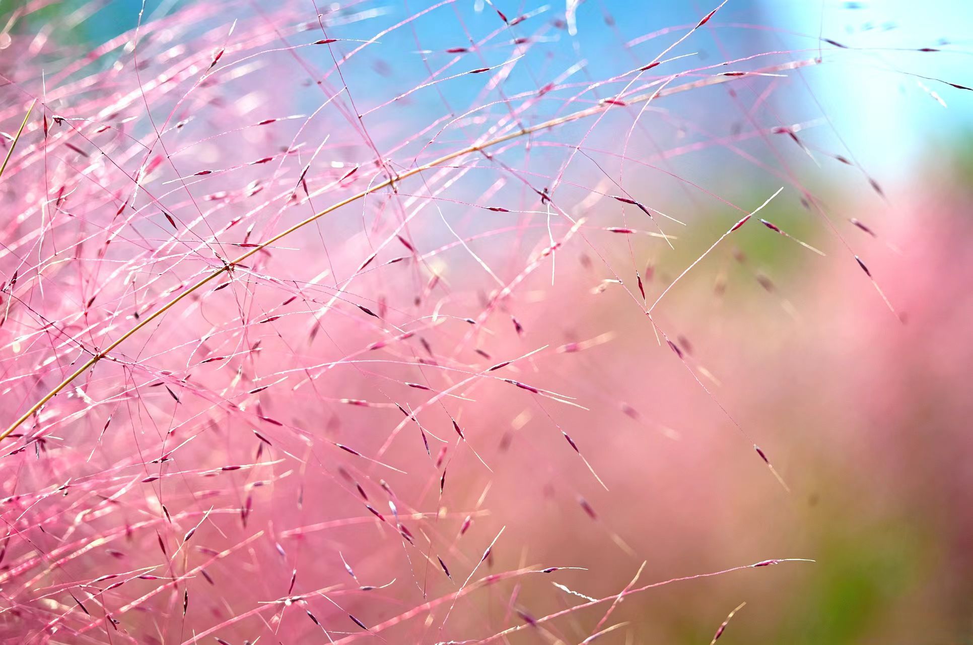 大美江苏一起拍 【漫野粉黛入画图】金秋季节，扬州市江都区三河六岸的粉黛乱子草漫野