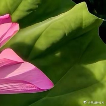 早安 不必追赶别人的脚步，每个人都有属于自己的时区。哲思呓语江南微评江南生活江南