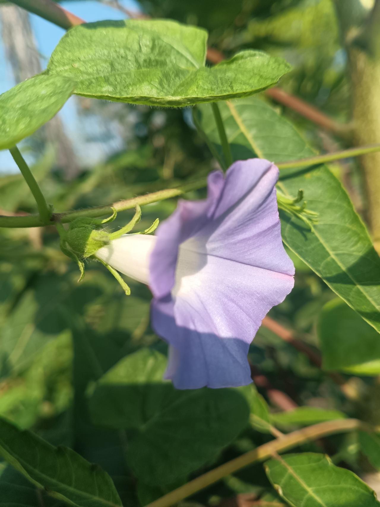 浅紫牵牛花半倚在藤蔓间，素白的花筒清新雅致，在层层绿叶间静静舒展，满是悠然的田园