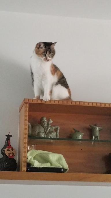 想撸猫了，能分享你家猫咪的照片吗飞檐走壁的淘气猫