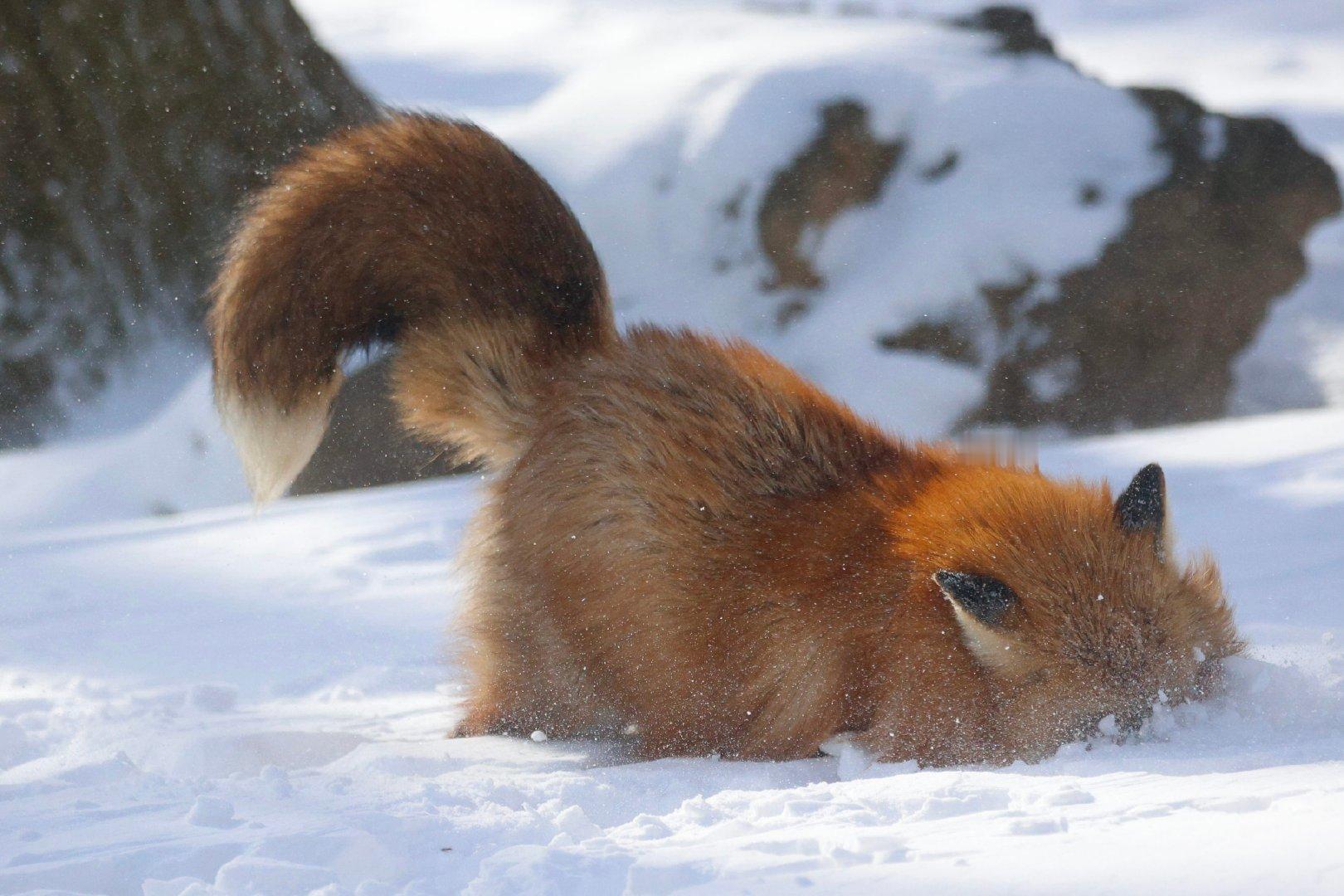 狐狐一个高速突入雪中©️ttt_zegu952 