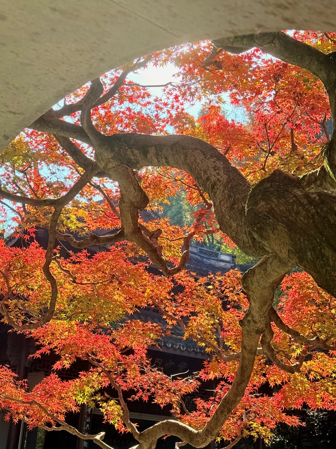 用18张Live图📷打开杭州的秋天🍂杀疯了