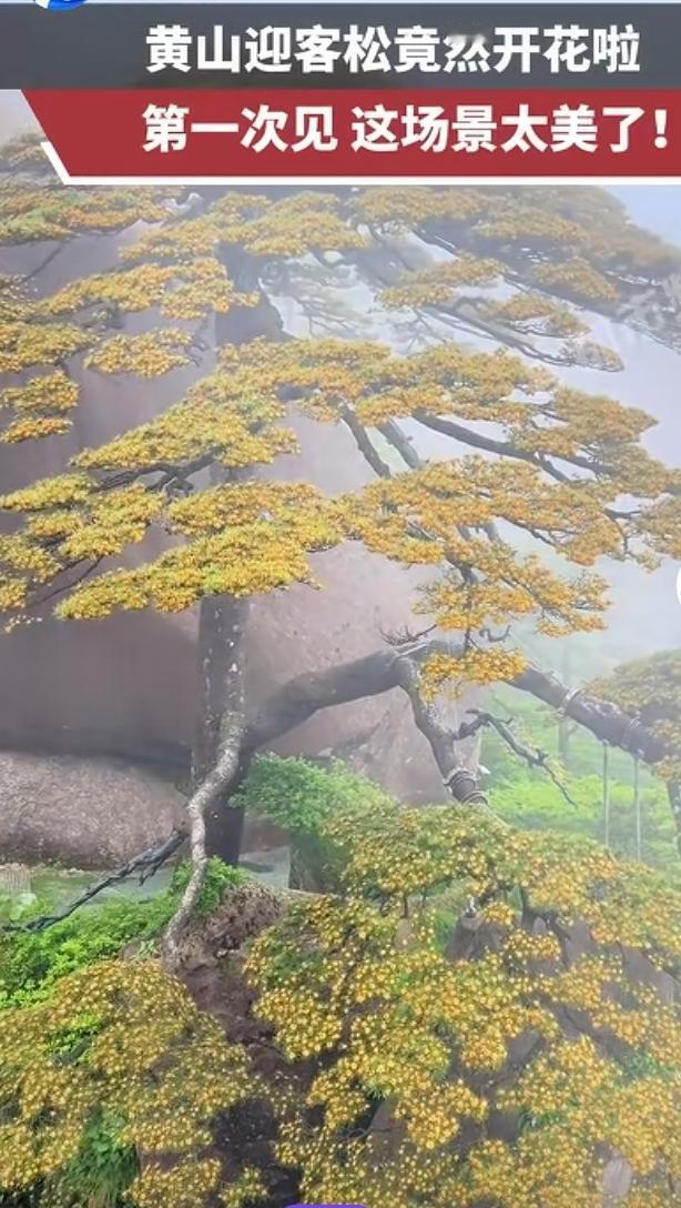 黄山松花开，简直美到让人下巴掉地上！五月的黄山，那千年迎客松就像个盛装出席的明星