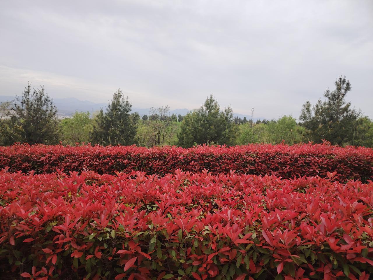 每日一图随手拍