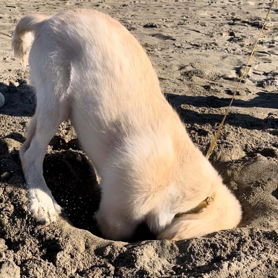 耶耶搬家搬到布宜诺斯艾利斯去了，我问过地理老师了，是上海的对跖点，两点之间，直线