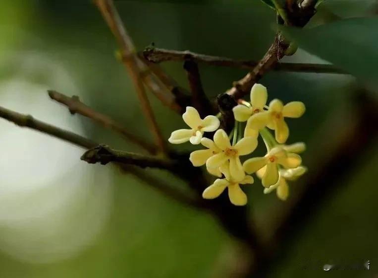 #记录我的2024# 

       芦叶满汀洲，寒沙带浅流。二十年重过南楼。