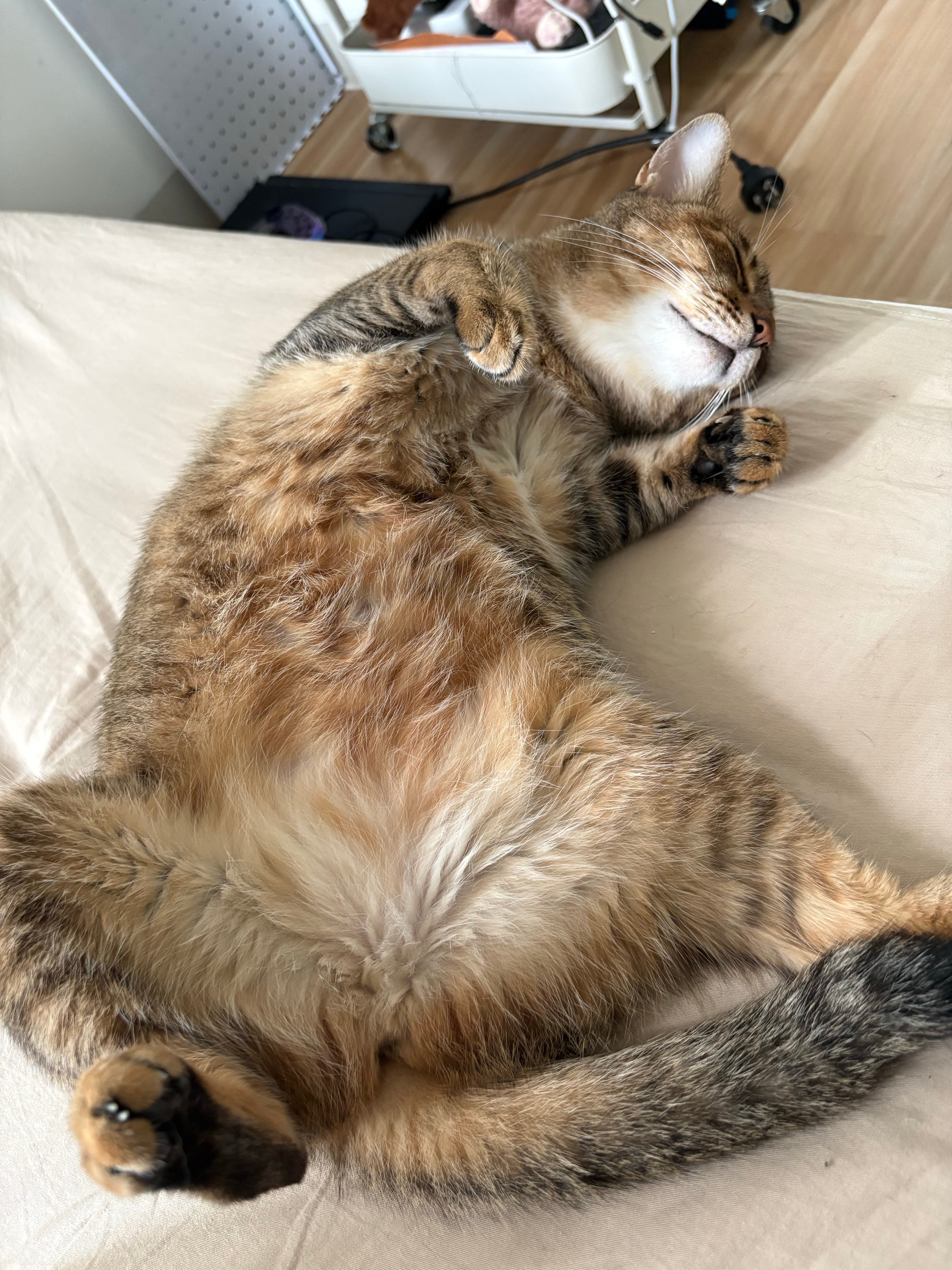 猫儿这个做梦[泪奔]不知道梦见啥好吃的了 ​​​