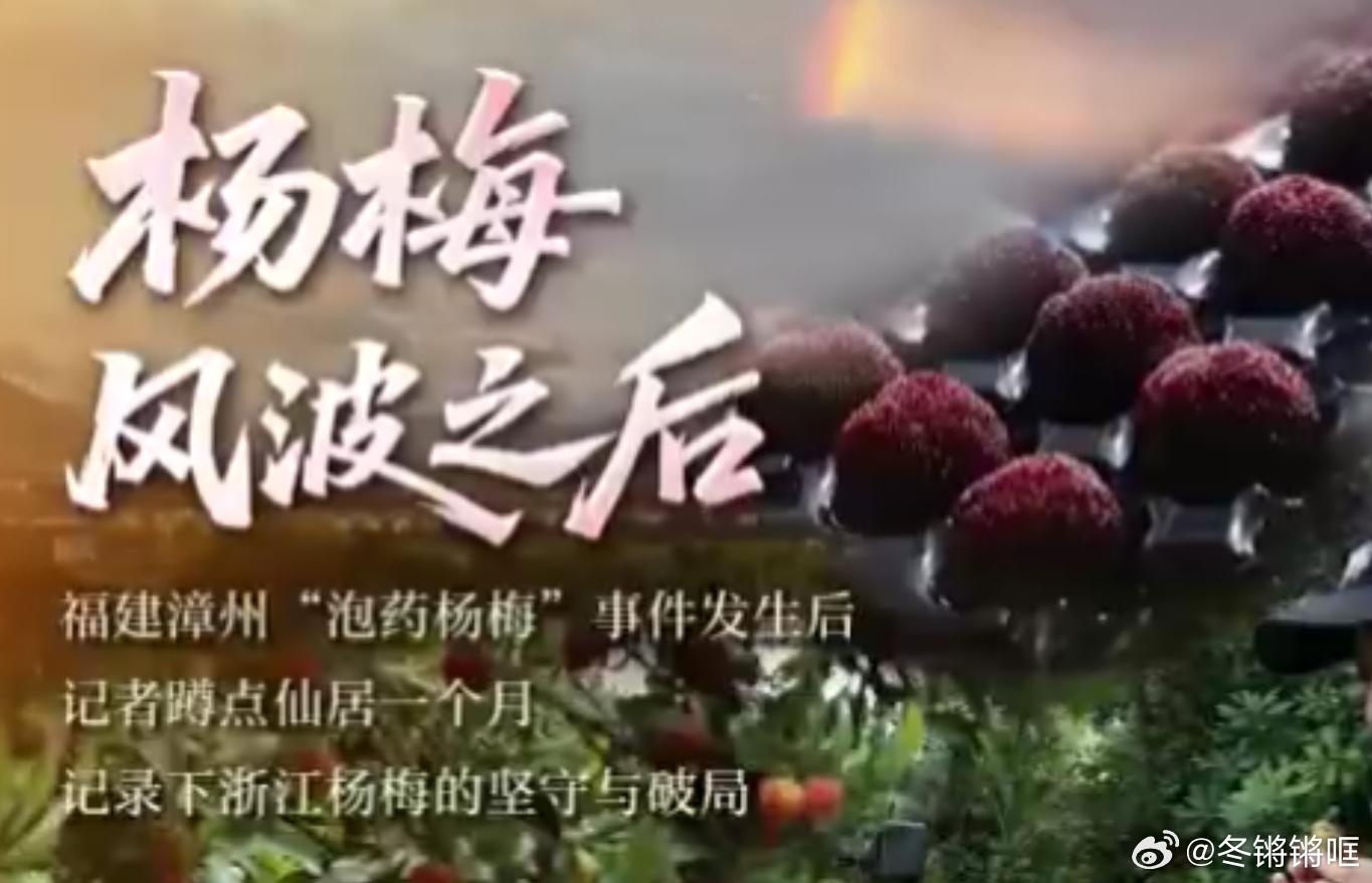 浙江杨梅此身分明了浙江为了好吃又安全的杨梅有多拼风波来袭浙江梅农全力守护口碑，仙