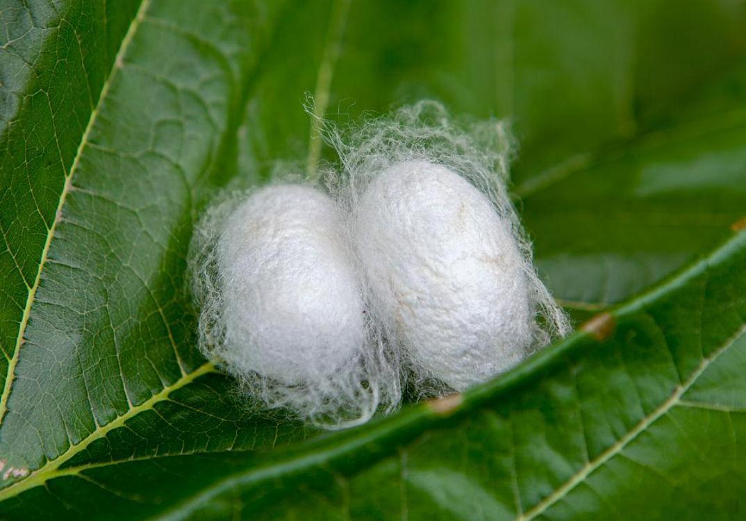 陆游：人生如春蚕,作茧自缠裹。一朝眉羽成,钻破亦在我 ​​​