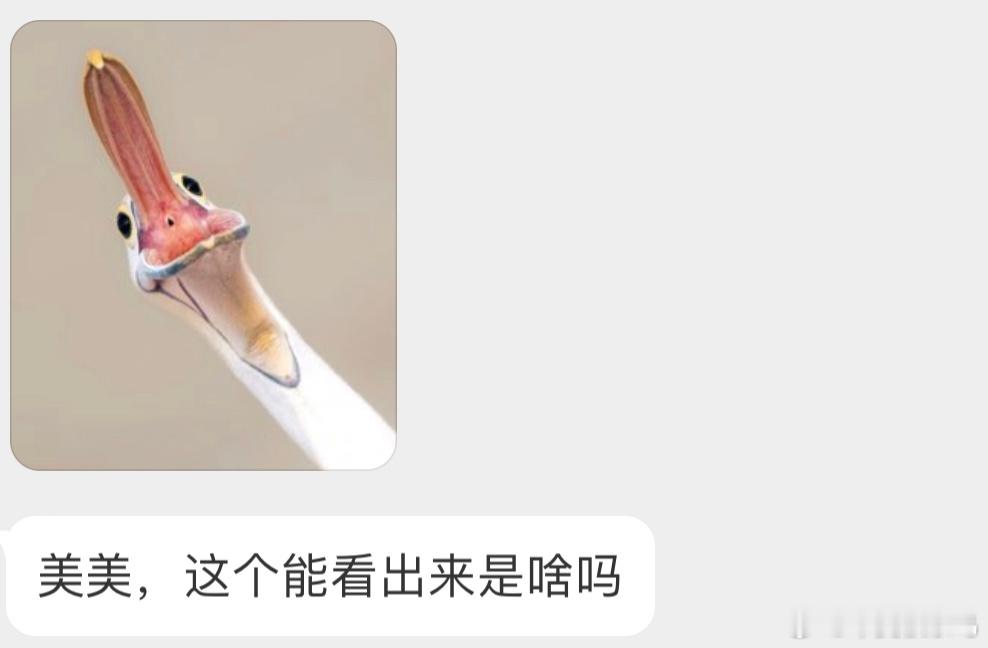 一只澳洲鹈鹕 ​​​