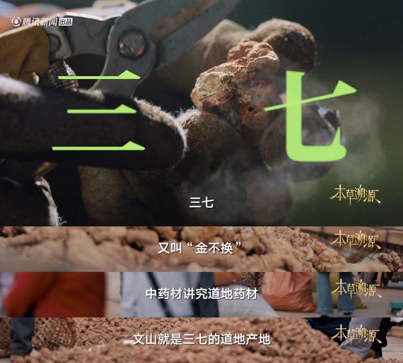 云南三七的含金量有多高 全国90%产自云南文山的三七，被称为“金不换”，活血化淤