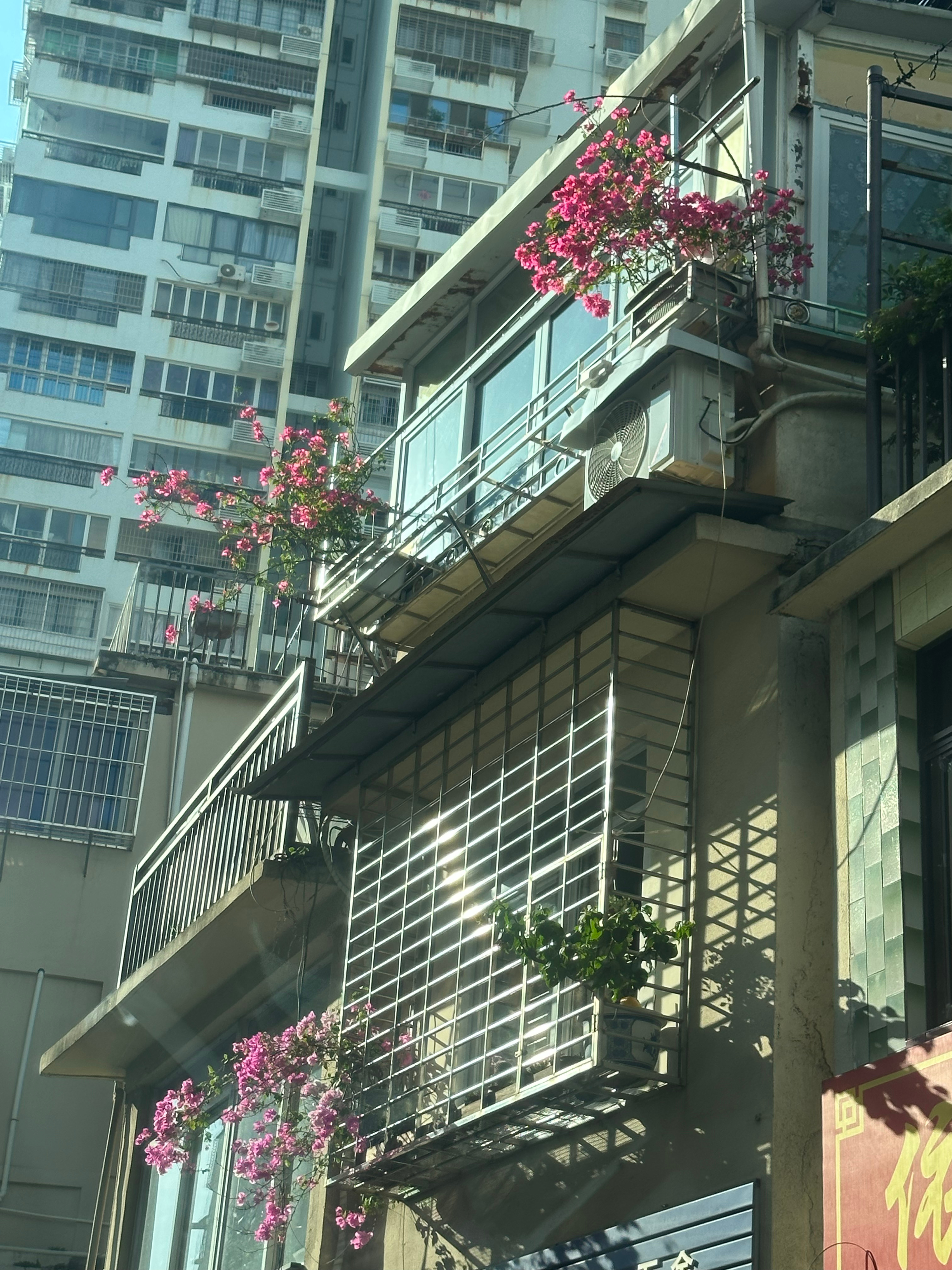 🐱🐶🥞🍦  ​​​