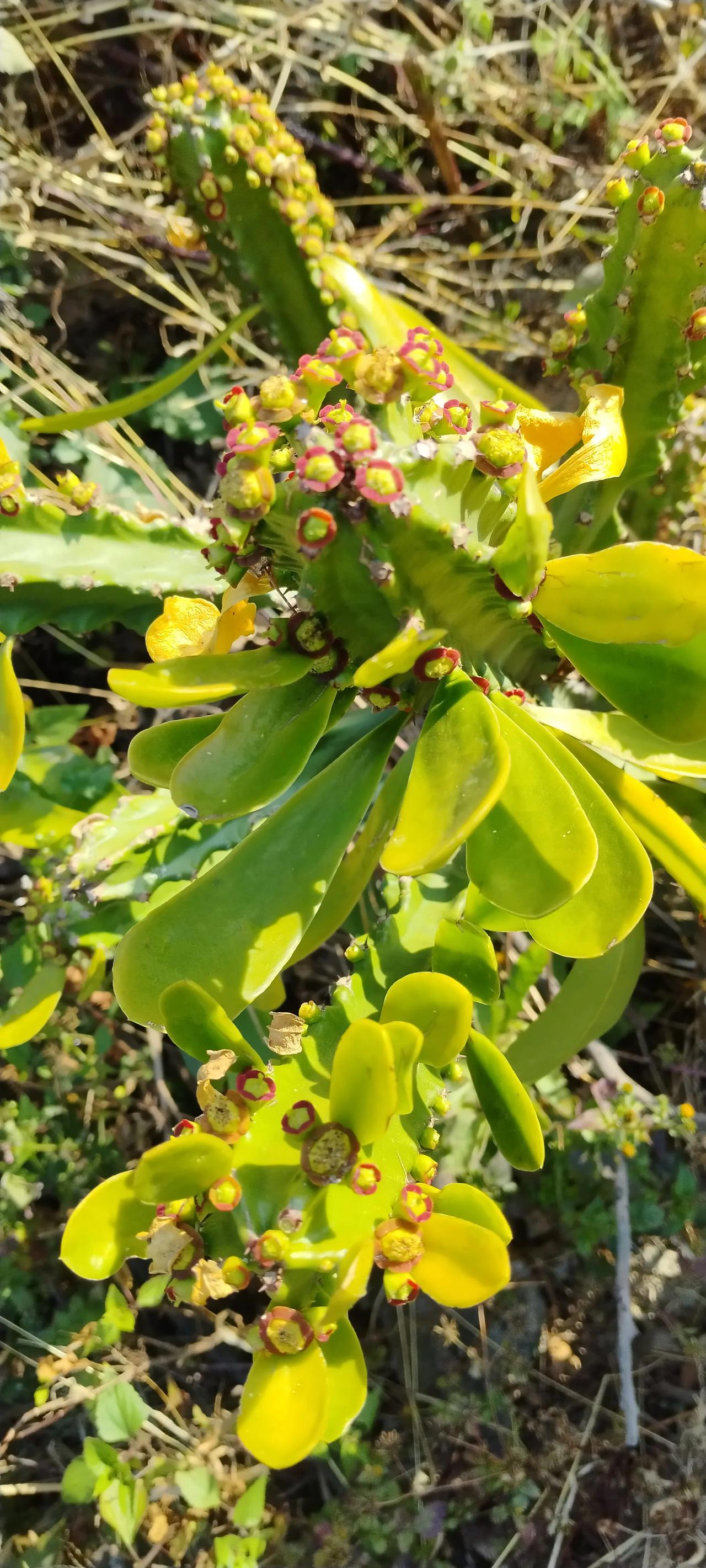 植物界小强不多，它是其中顶流
植物界里生命力极其顽强，可称之为打不死的小强的可