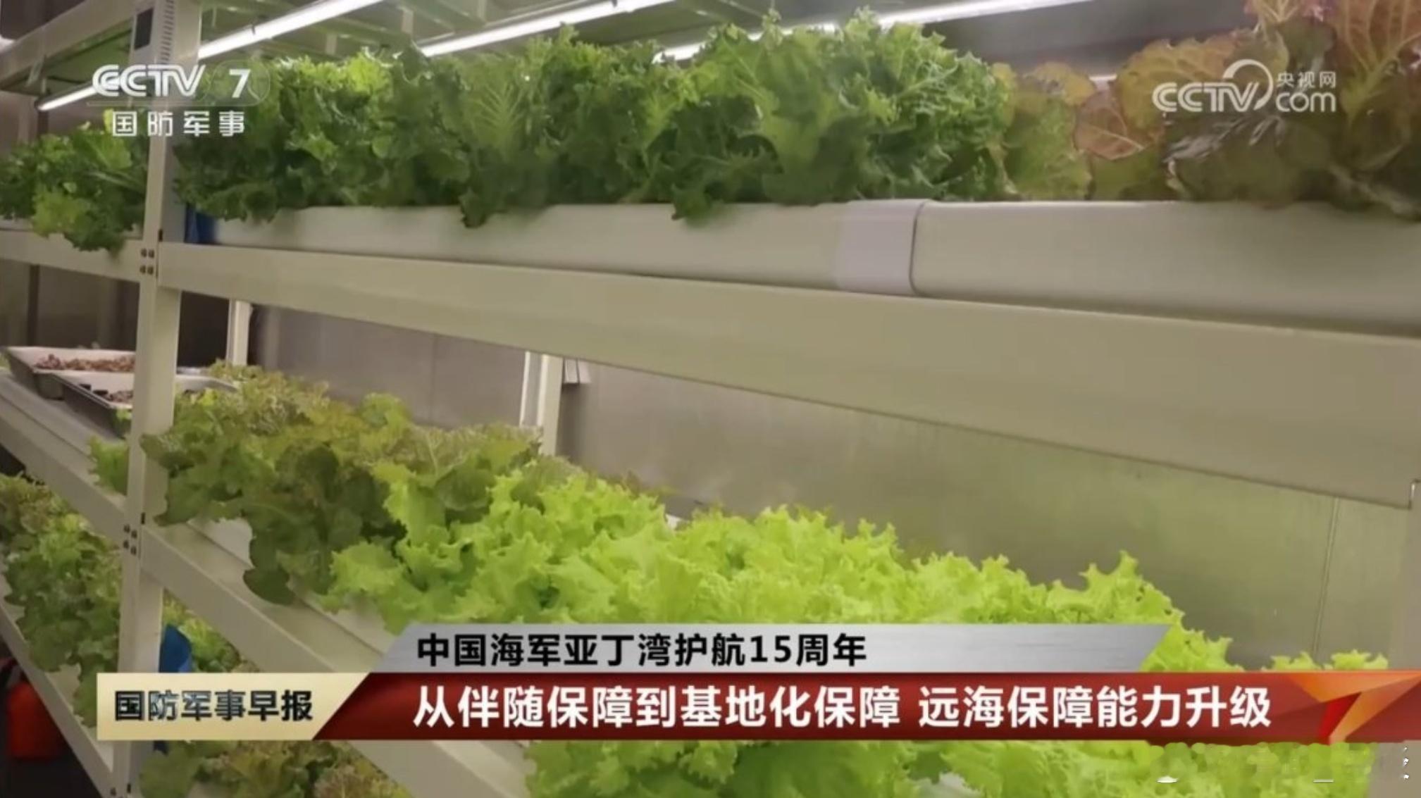 到哪里都不能阻止中国人种菜。中国海军补给舰上的新鲜蔬菜，有一部分就是直接在舰上无