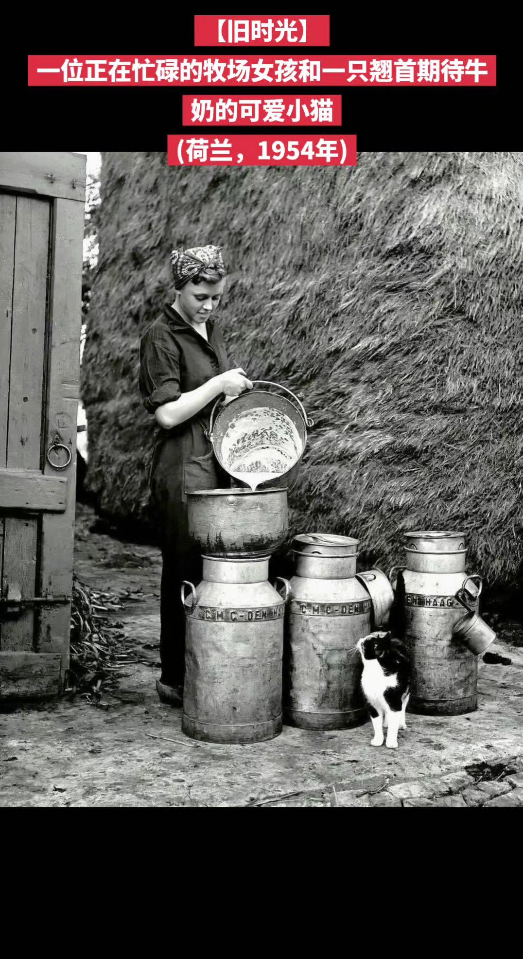 【旧时光】一位正在忙碌的牧场女孩和一只翘首期待牛奶的可爱小猫
(荷兰，1954年