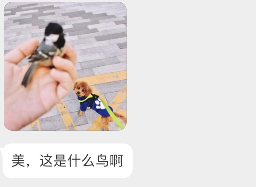 是一只泰……煤山雀一时竟分不清谁才是主角… ​​​