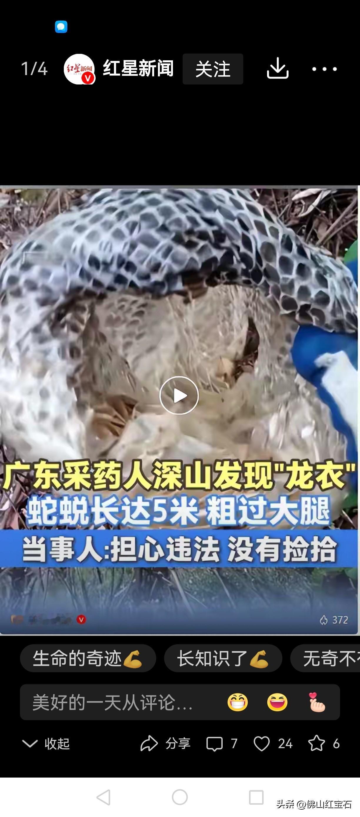 12月2日，广东阳江一采药人在山间碰到个惊人的东西——一条长约5米的巨型蛇蜕。这