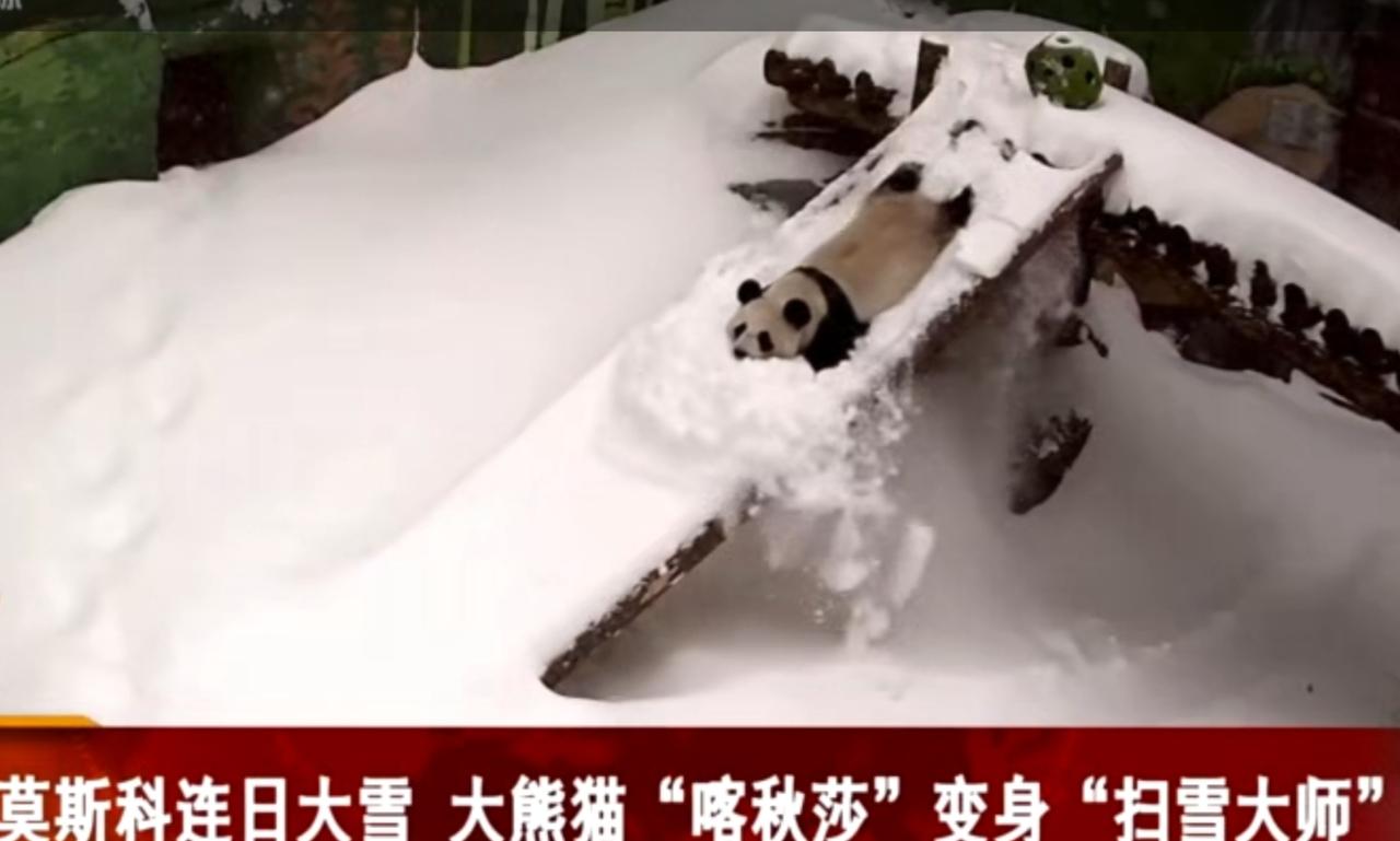 莫斯科连日降下大雪，旅居当地的大熊猫“喀秋莎”在雪地里上演了趣味十足的一幕，被网