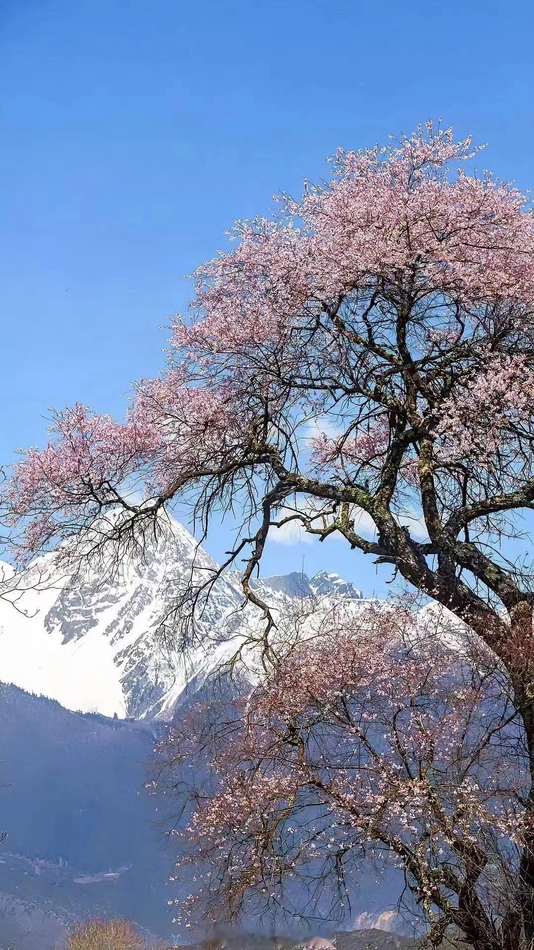 #西藏旅行#三月去西藏林芝桃花节，寻找高原最美丽的春天！ ​​​