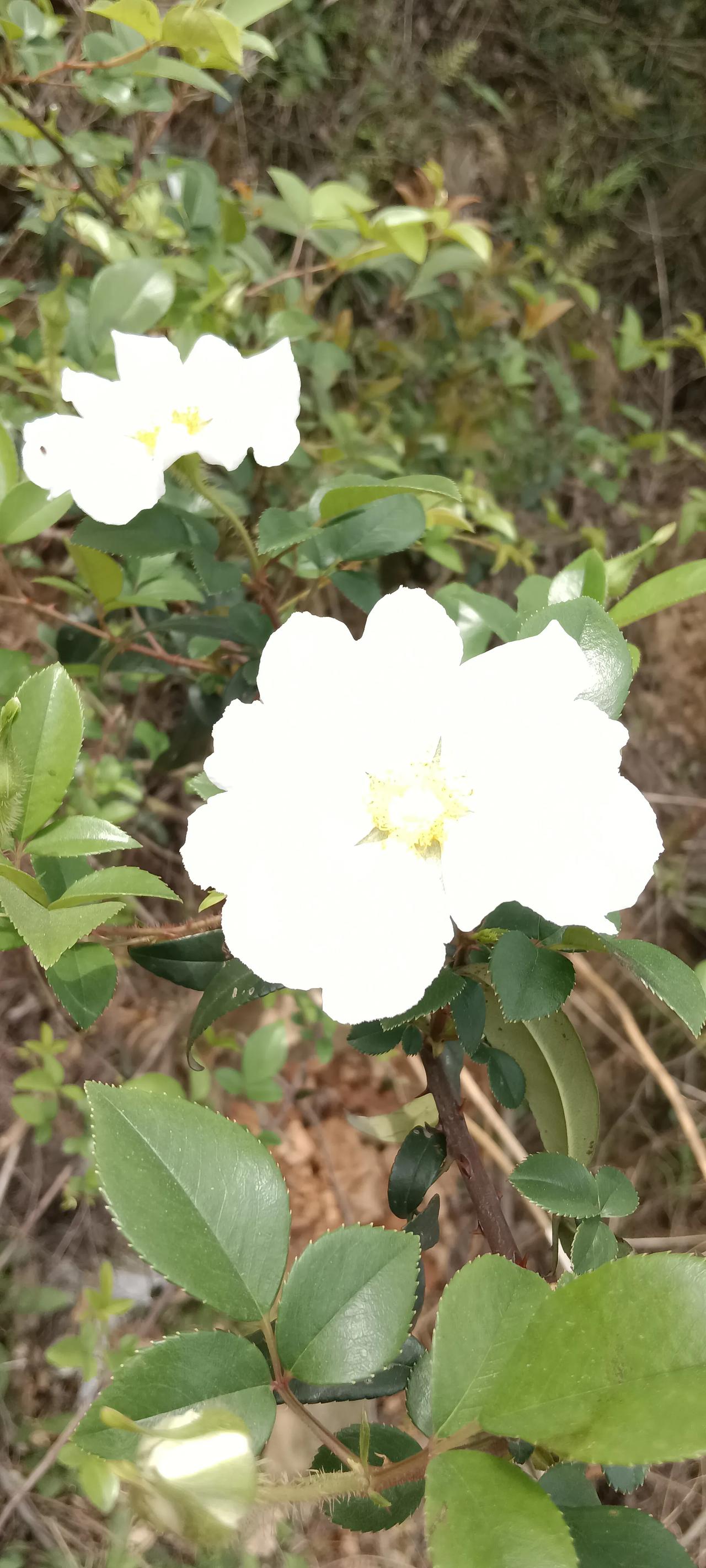 分享一张花的照片春日里，山野小花竞相绽放。它们色彩斑斓，或洁白如雪，或粉嫩似霞，