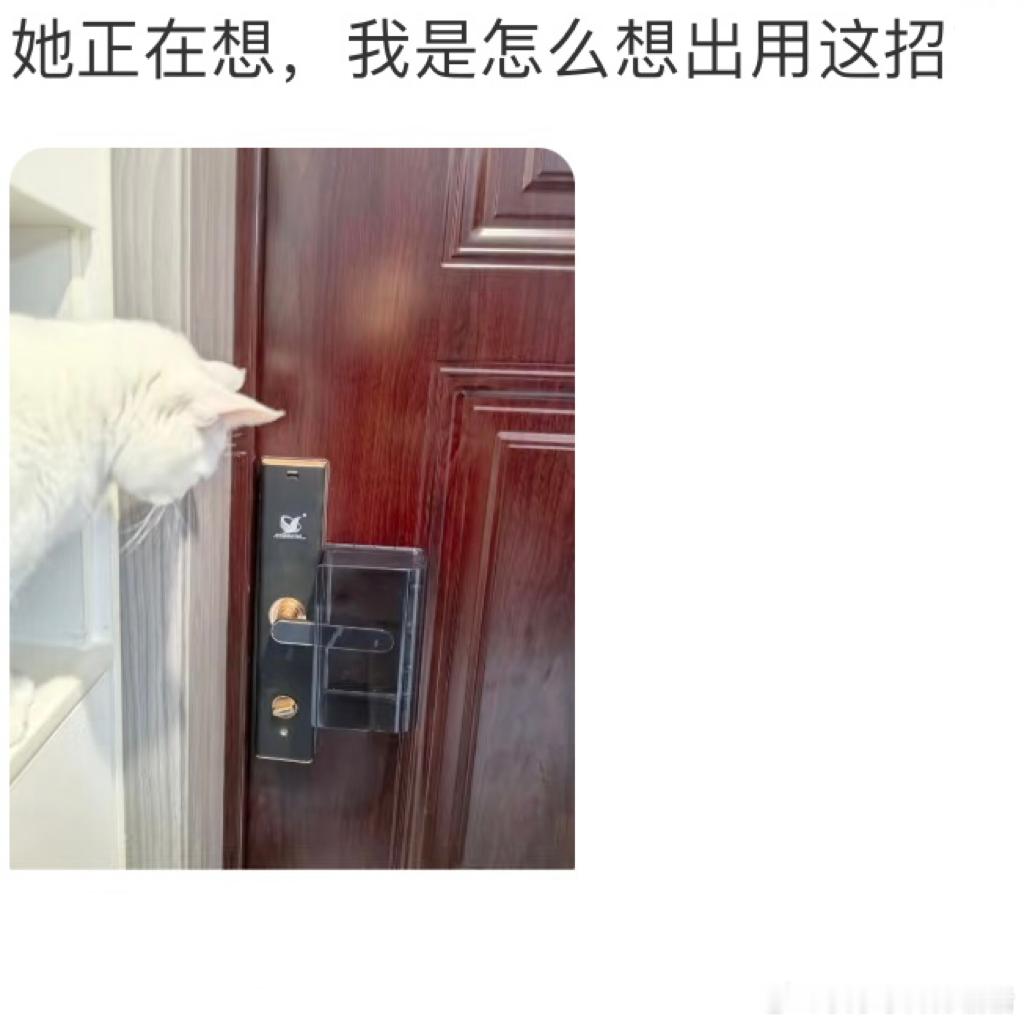 养猫人防猫开门的手段已经next level 了[doge] 