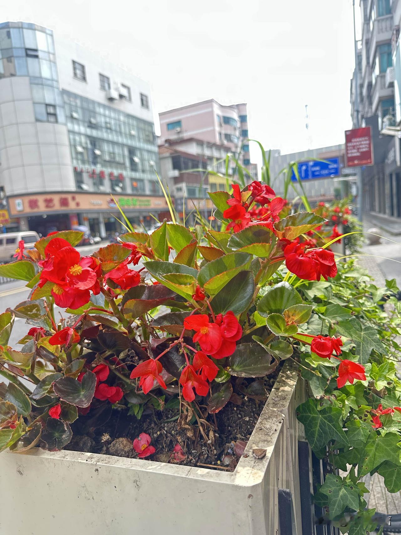 随手拍下路边盛放的四季海棠，明艳花朵为平淡日常添了不少好心情。