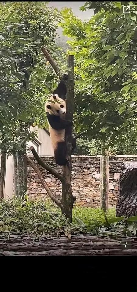 回家了有吃不完苹果胡萝卜
有好大一个山头
还有爬不完的大树
福宝需要一棵大树么？