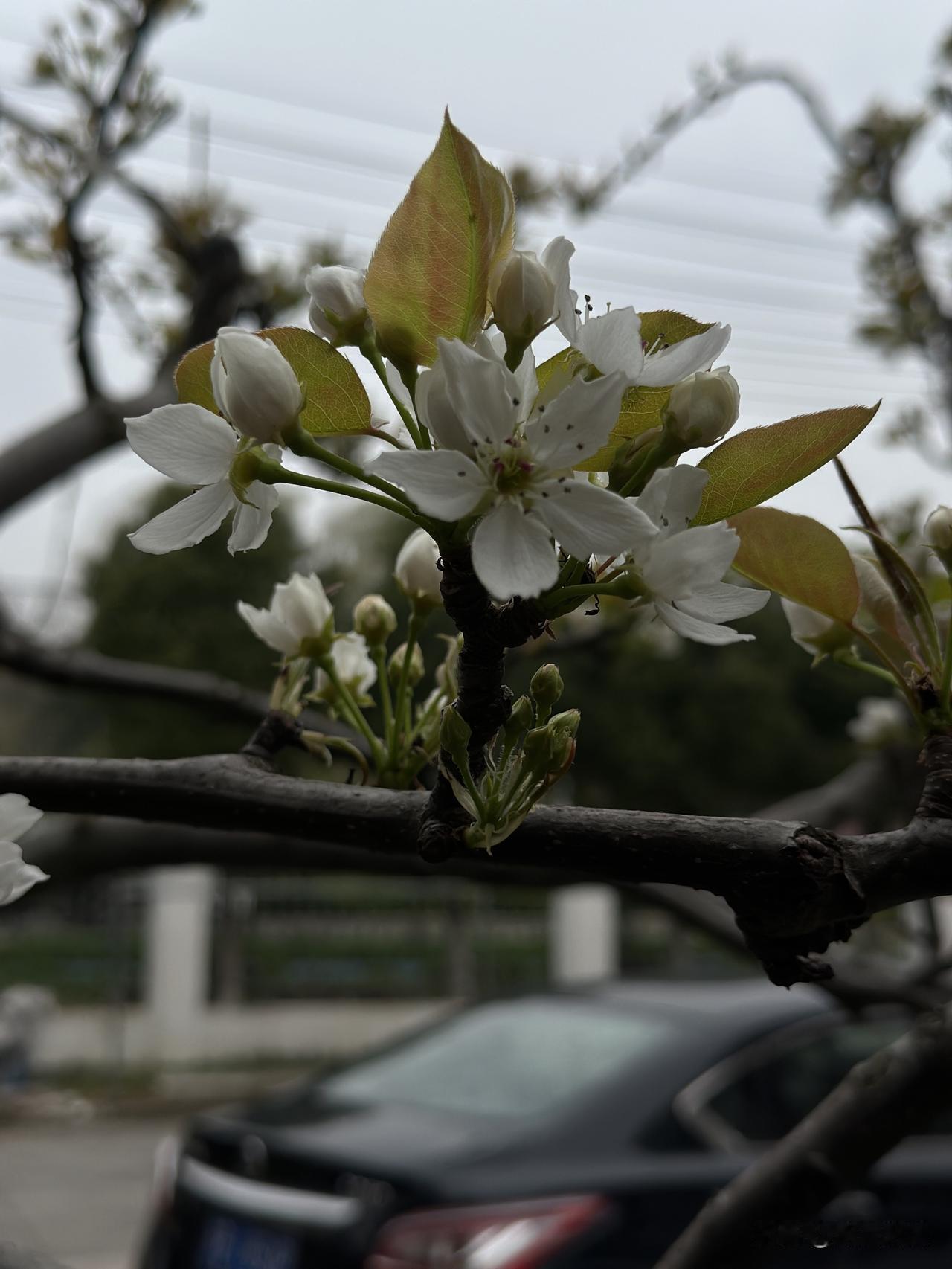 小区楼下的梨花开了，四处都是一片生机盎然的景象。尽管宜兴最近天气不好，到了清明时