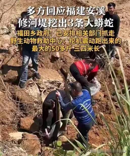 看到一个新闻：

福建安溪修河堤时，挖机震出来了三条大蟒蛇，最大的50多斤，三四