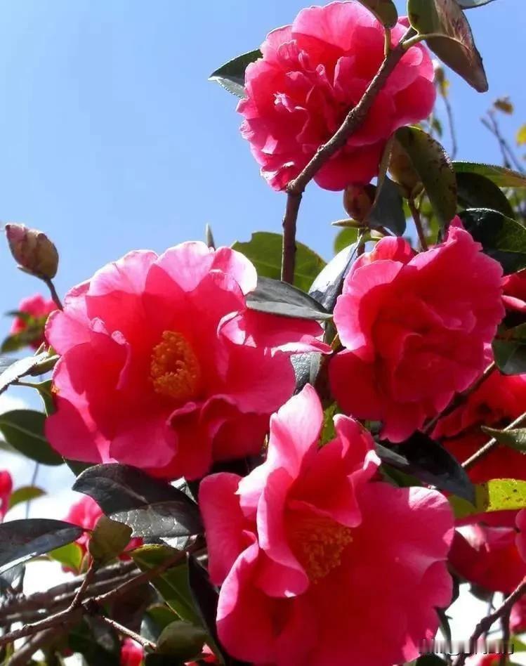 山茶花艳，春色满园。雪里开花到春晚，世间耐久熟如君——山茶，高贵纯洁，无畏风雪