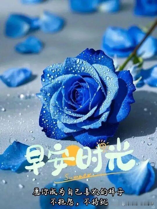 2026/08/18/（农历七月初六）星期二早上好！一朵蓝色玫瑰，清晨时光，美好