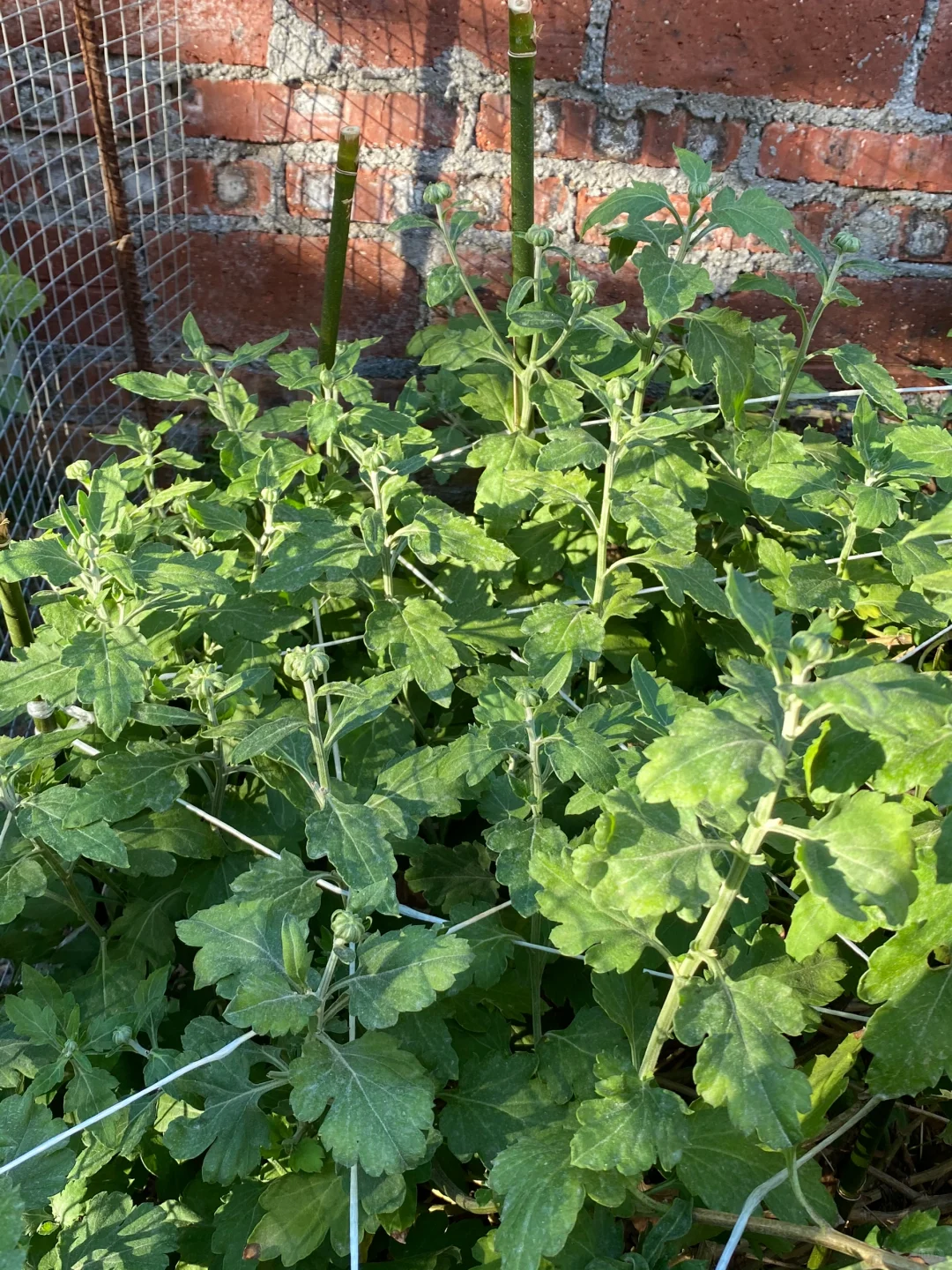 喜欢植物的根本原因就是生命力，不同于人