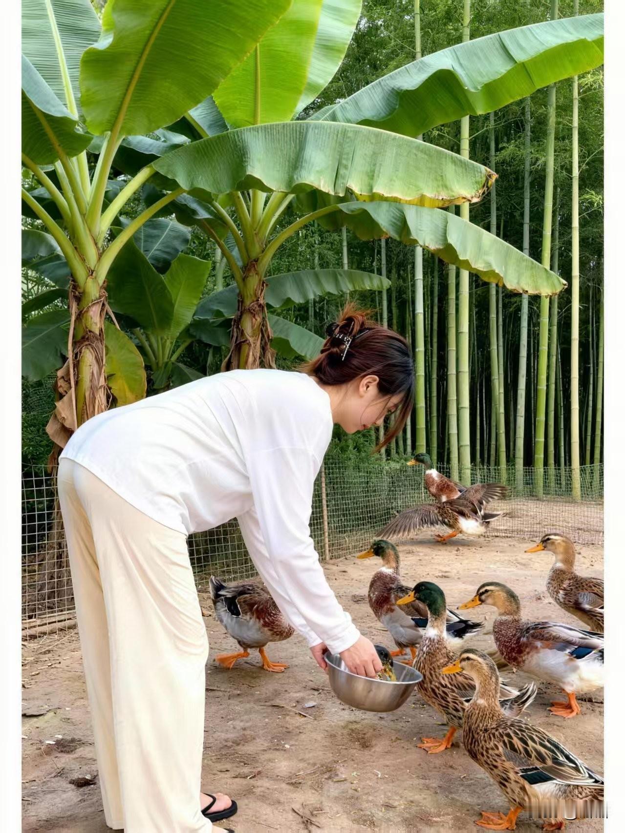 鸭群面前的尊严失守

一场关于经验主义的溃败

记忆中的乡村生活总是裹着一层诗意