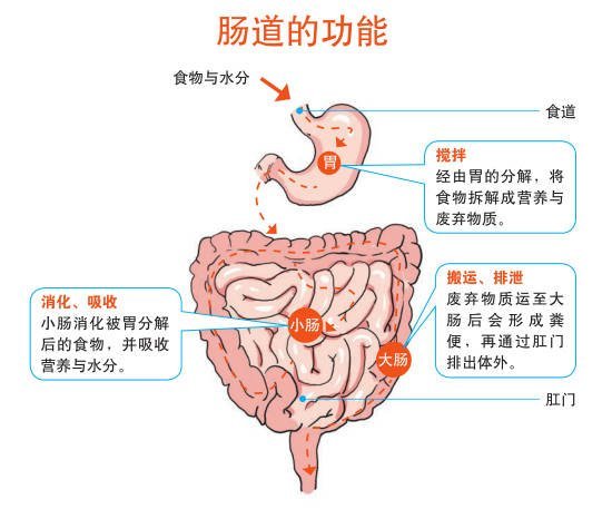 #世界肠道健康日##全民慢病健康科普计划##这个问题吃什么#肠道不仅仅只负责消化