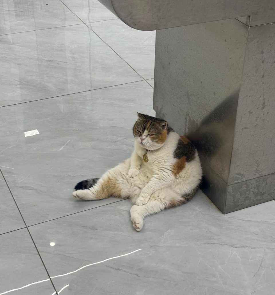 一家店铺里的松弛猫 