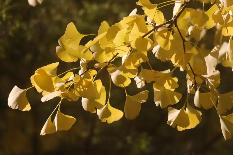 要说家乡最美的银杏照片，我首推腾冲银杏村和浙江长兴的。每年11月中旬，腾冲银杏村