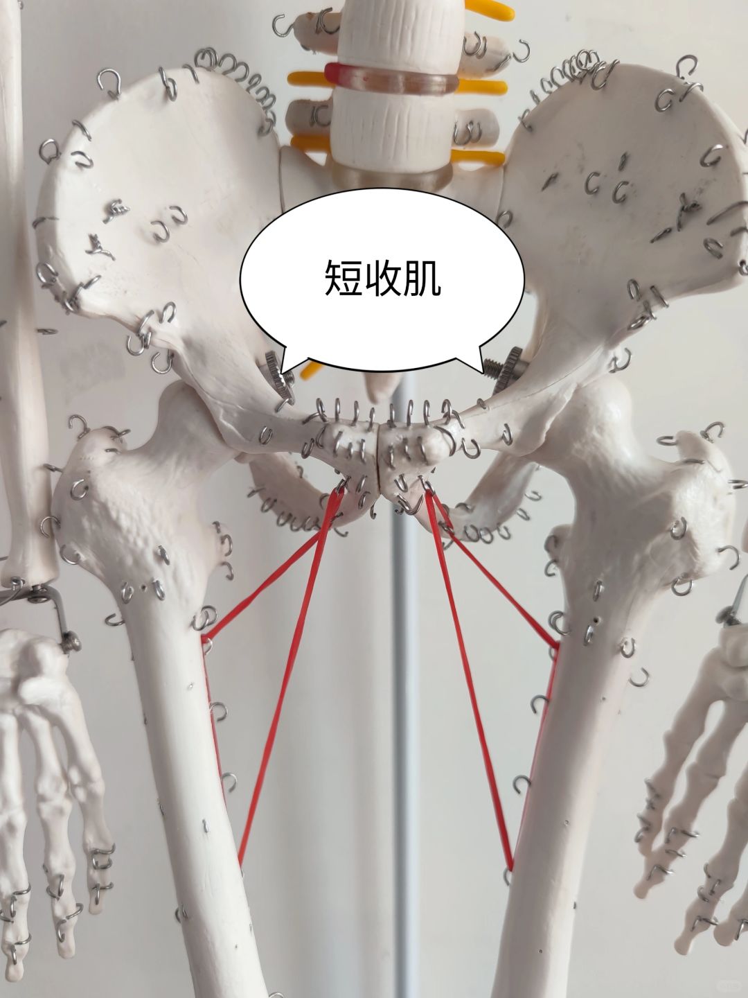内收肌群——短收肌