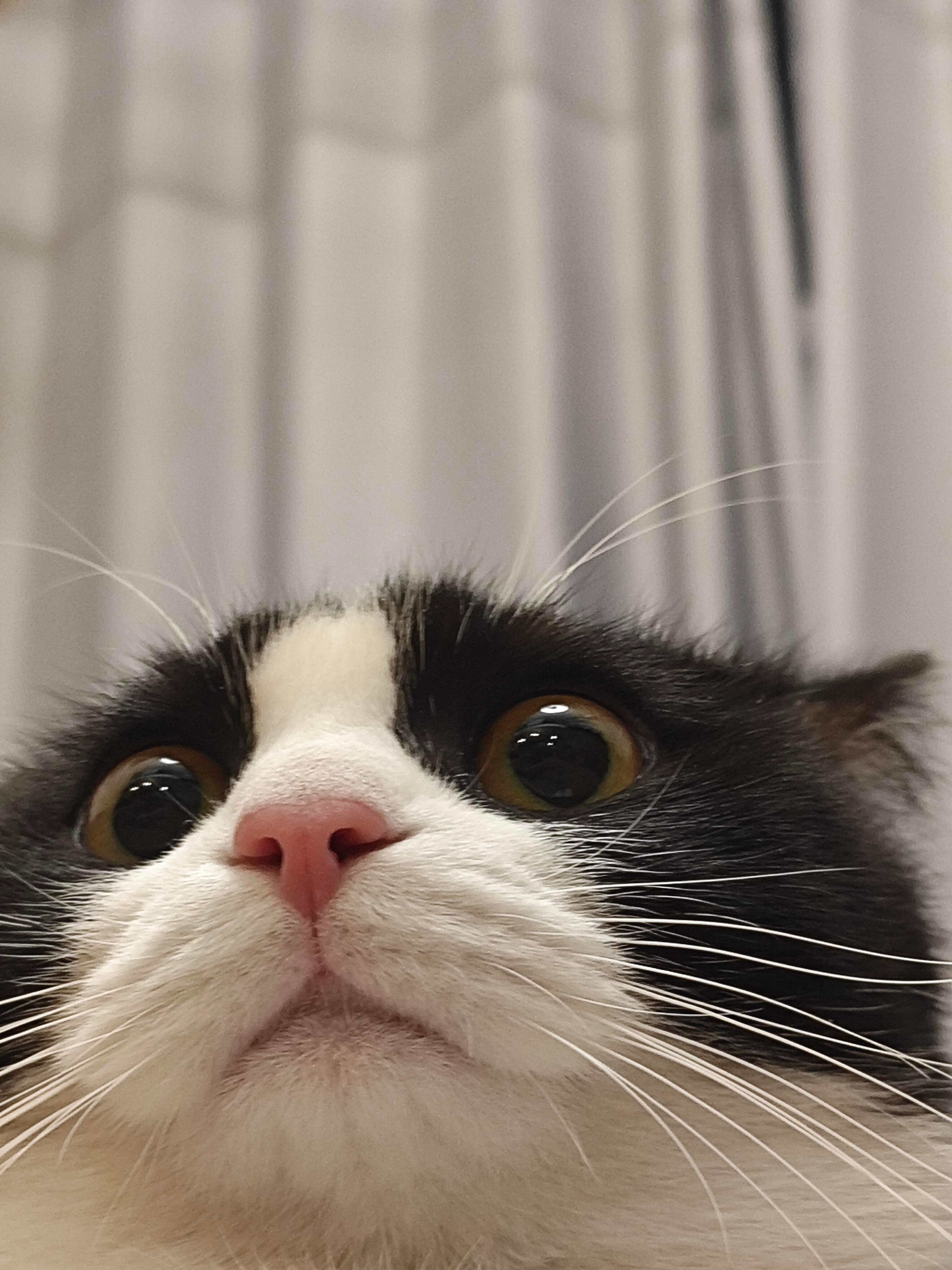 惊恐小猫头 