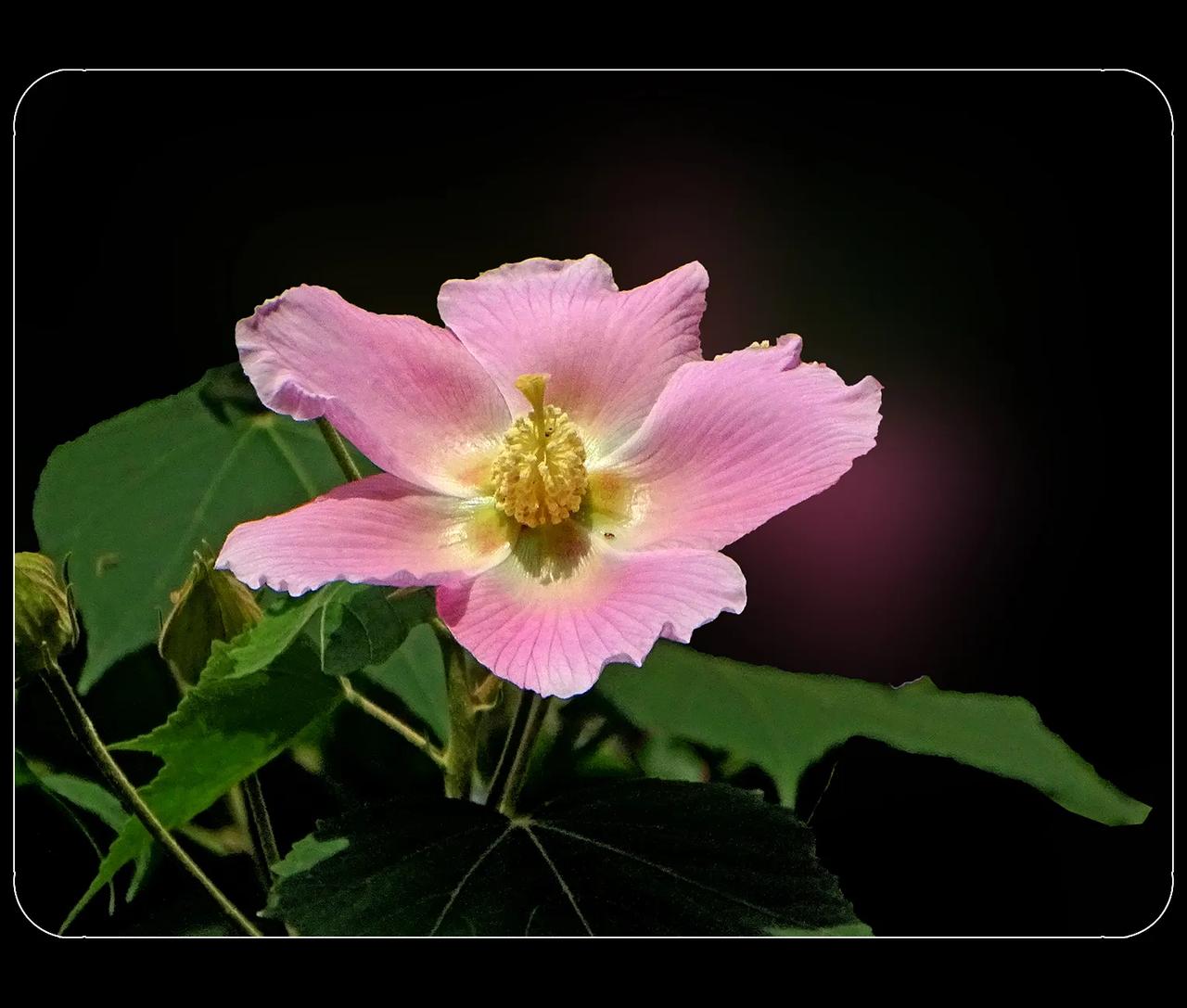 《单瓣的木芙蓉》
木芙蓉是锦葵科植物，有单瓣的和重瓣的。单瓣的芙蓉花更显清雅，花