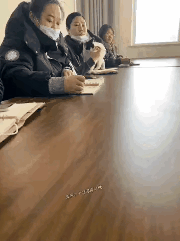 刷到这个视频真的乐坏了。会议还没开始，一只黑白小猫跳上桌子，挨个在众人身前走动打