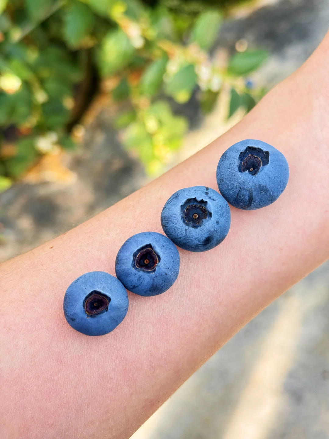 吃了一口，瞬间车厘子就不香了！