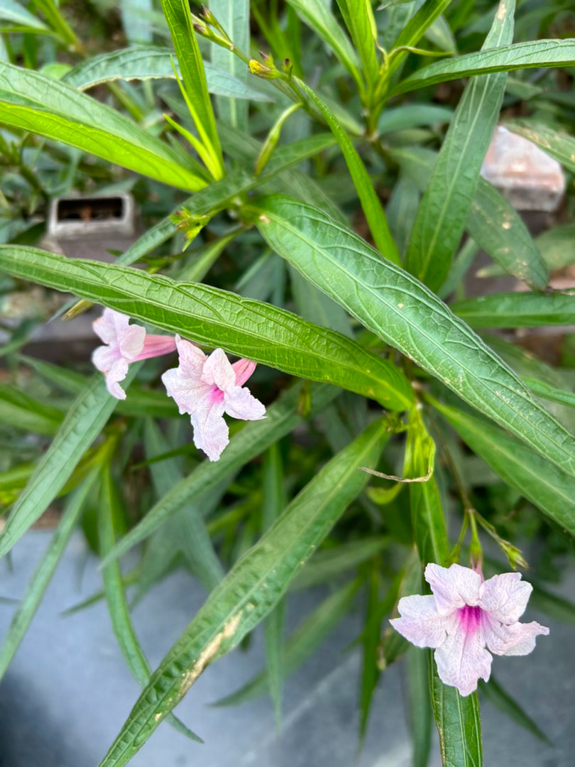 摩登兄弟  旭日初升，燃烧的是你的梦想和我的希望！早安☀ 