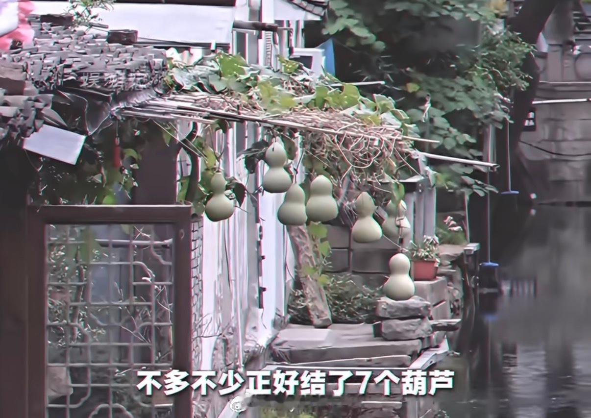 绍兴周边的朋友有去看这位葫芦娃爷爷吗？今天刚刷到文旅局让老爷爷照顾好这些葫芦的新