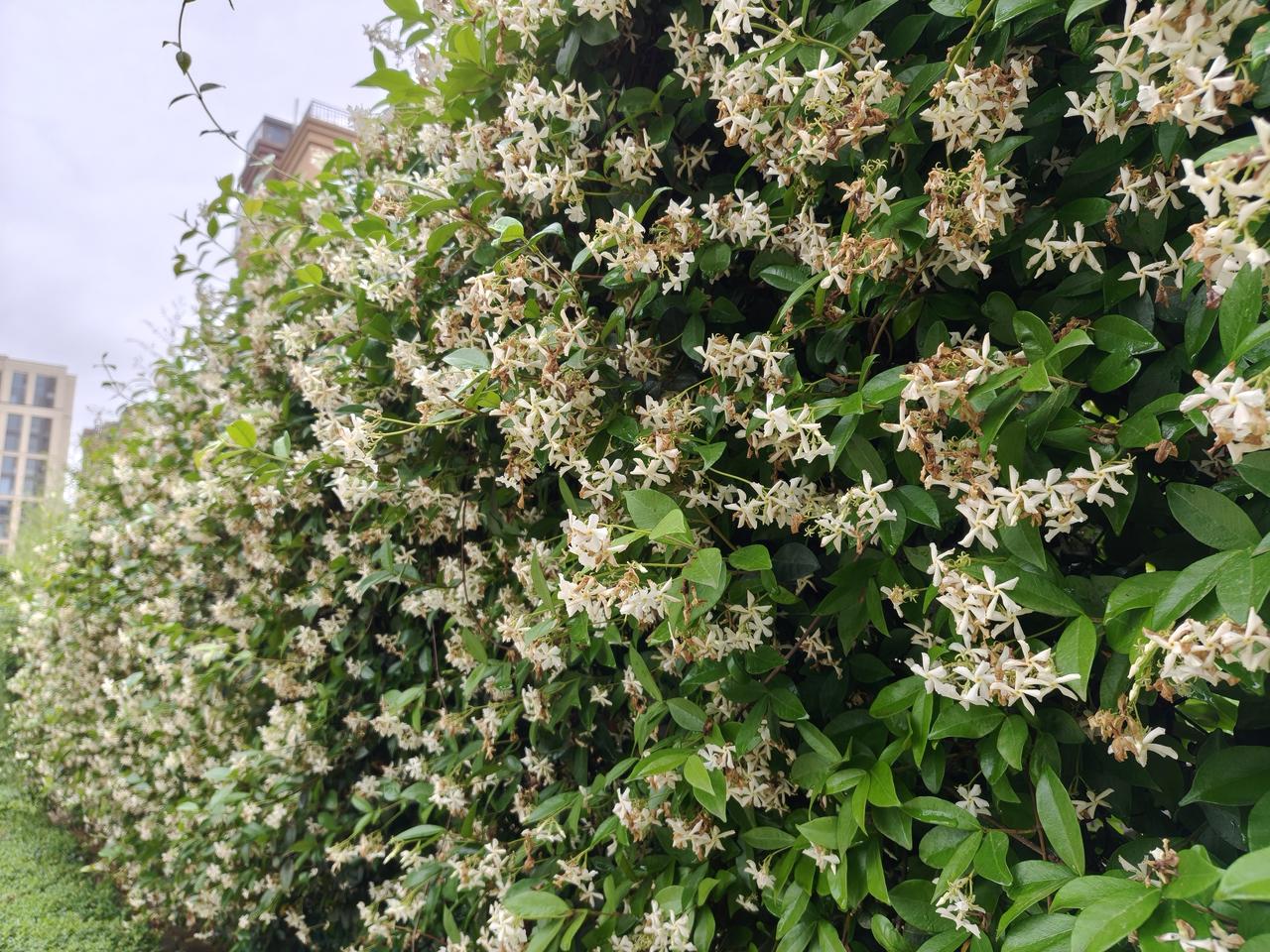 今天又认识一种花，风车茉莉，小区里种了好大一片，特别香，我以为是金银花，仔细一看