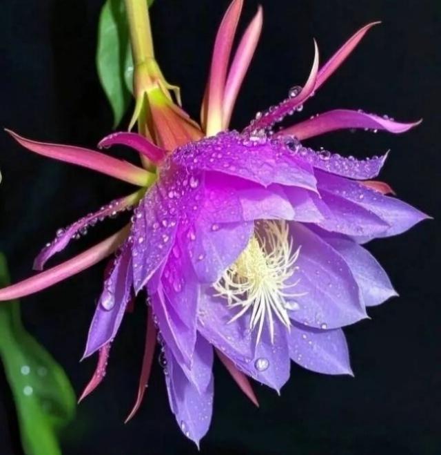 昙花一现：
静守幽怀意自长
仙姿不与众争芳
三更独对清虚月
一霎繁华梦也香